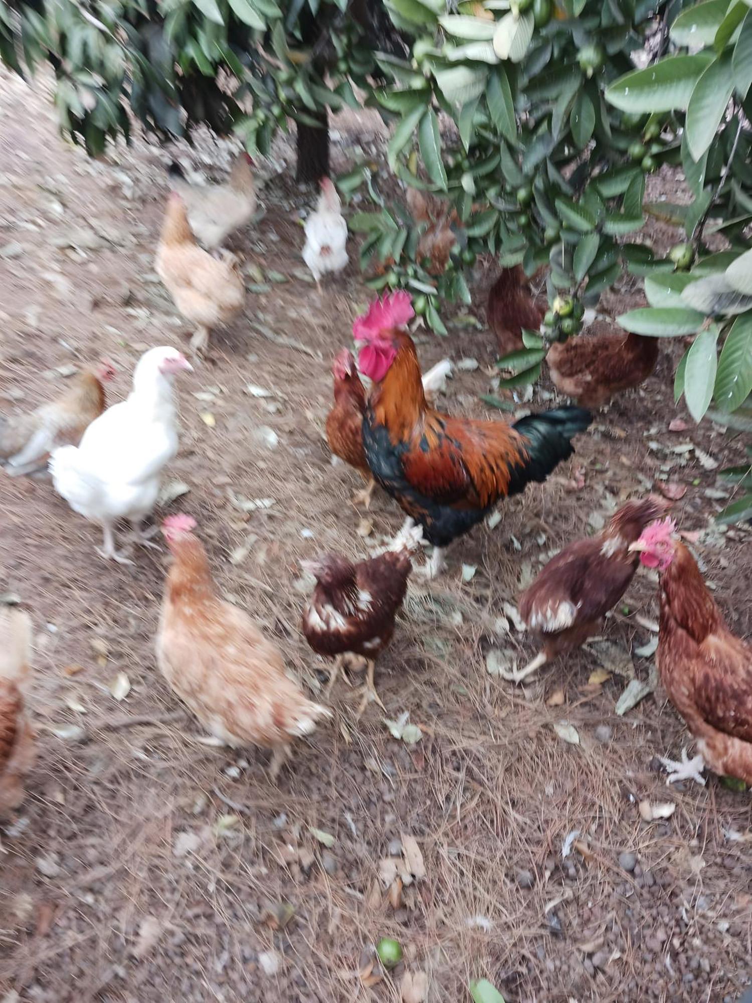 Finca Aramai Costa Adeje  Buitenkant foto